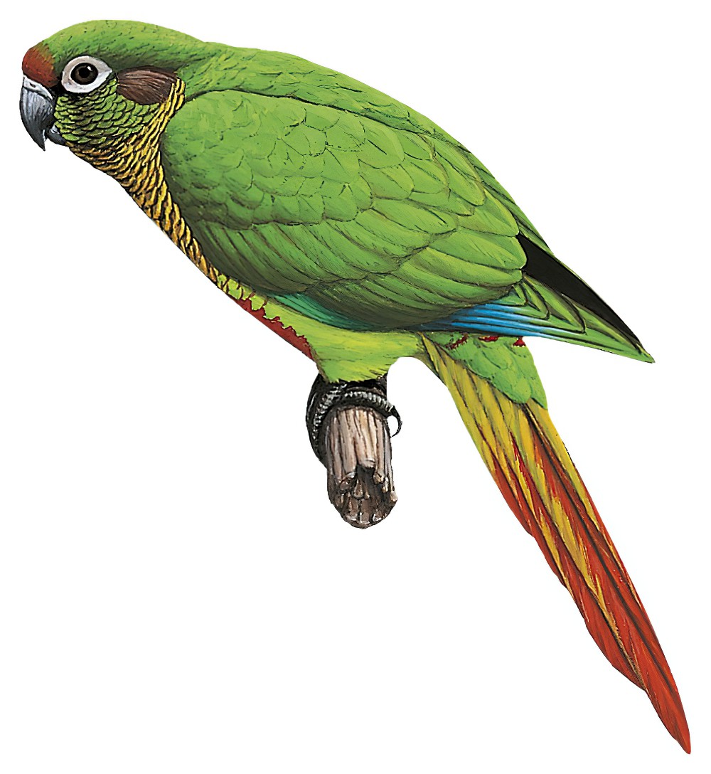 Maroon-bellied Parakeet / Pyrrhura frontalis