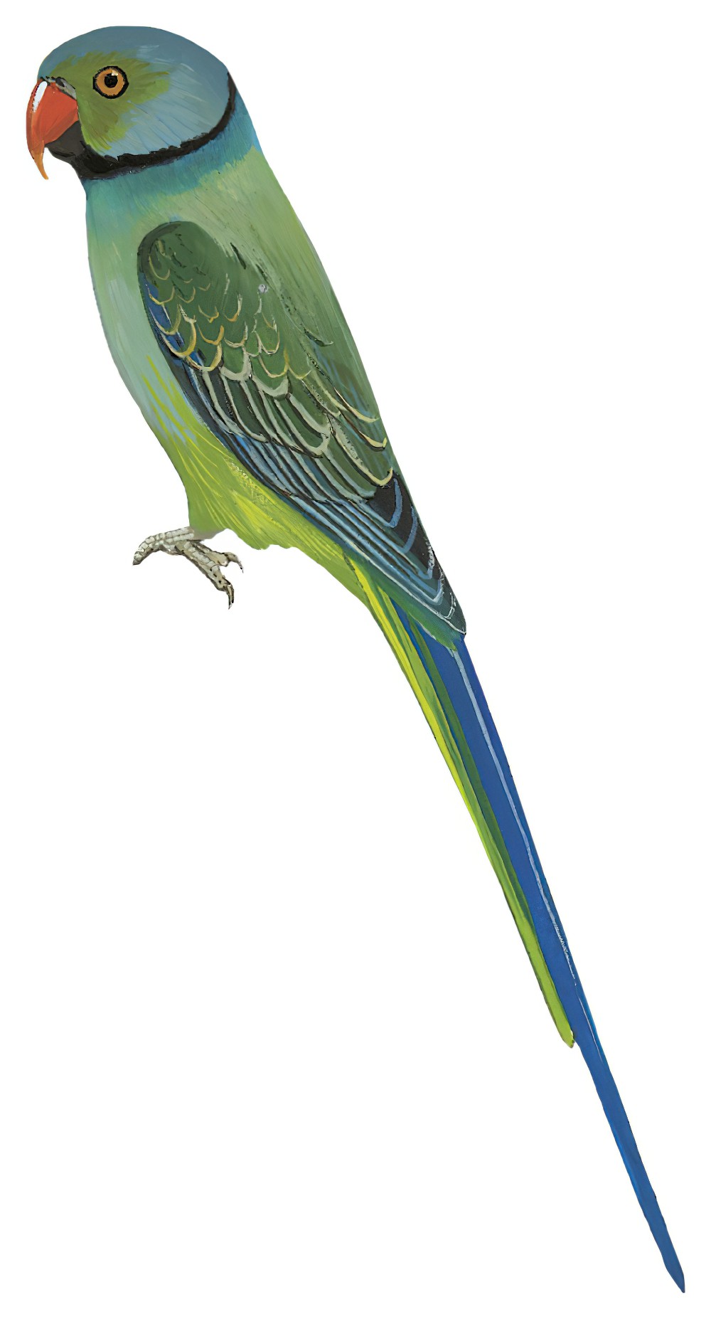 Malabar Parakeet / Psittacula columboides
