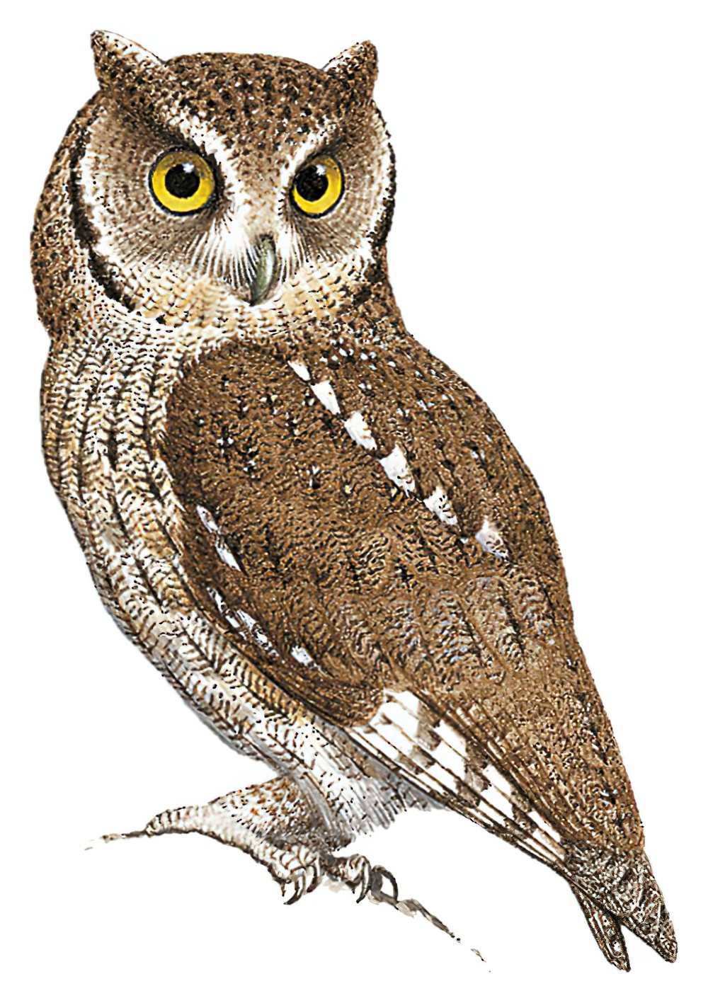Long-tufted Screech-Owl / Megascops sanctaecatarinae