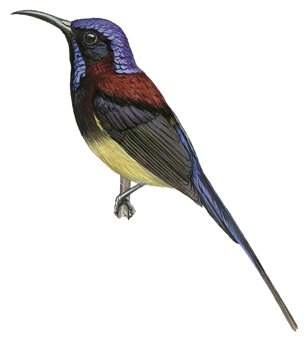 Black-throated Sunbird / Aethopyga saturata