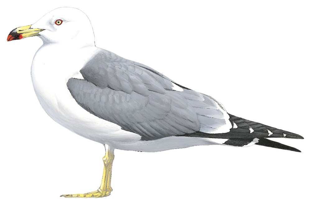 Black-tailed Gull / Larus crassirostris