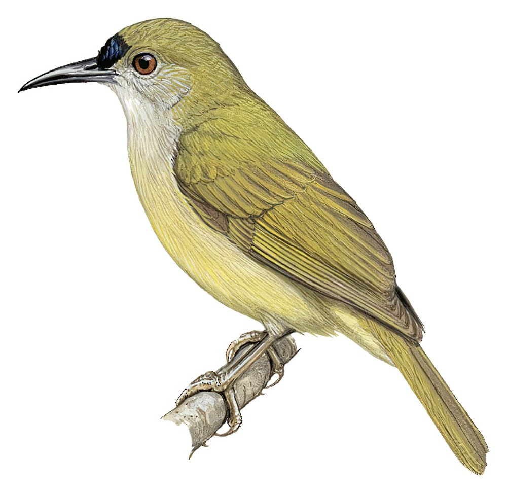 Plain Sunbird / Anthreptes simplex