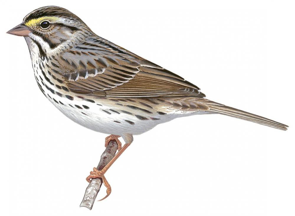 Savannah Sparrow / Passerculus sandwichensis
