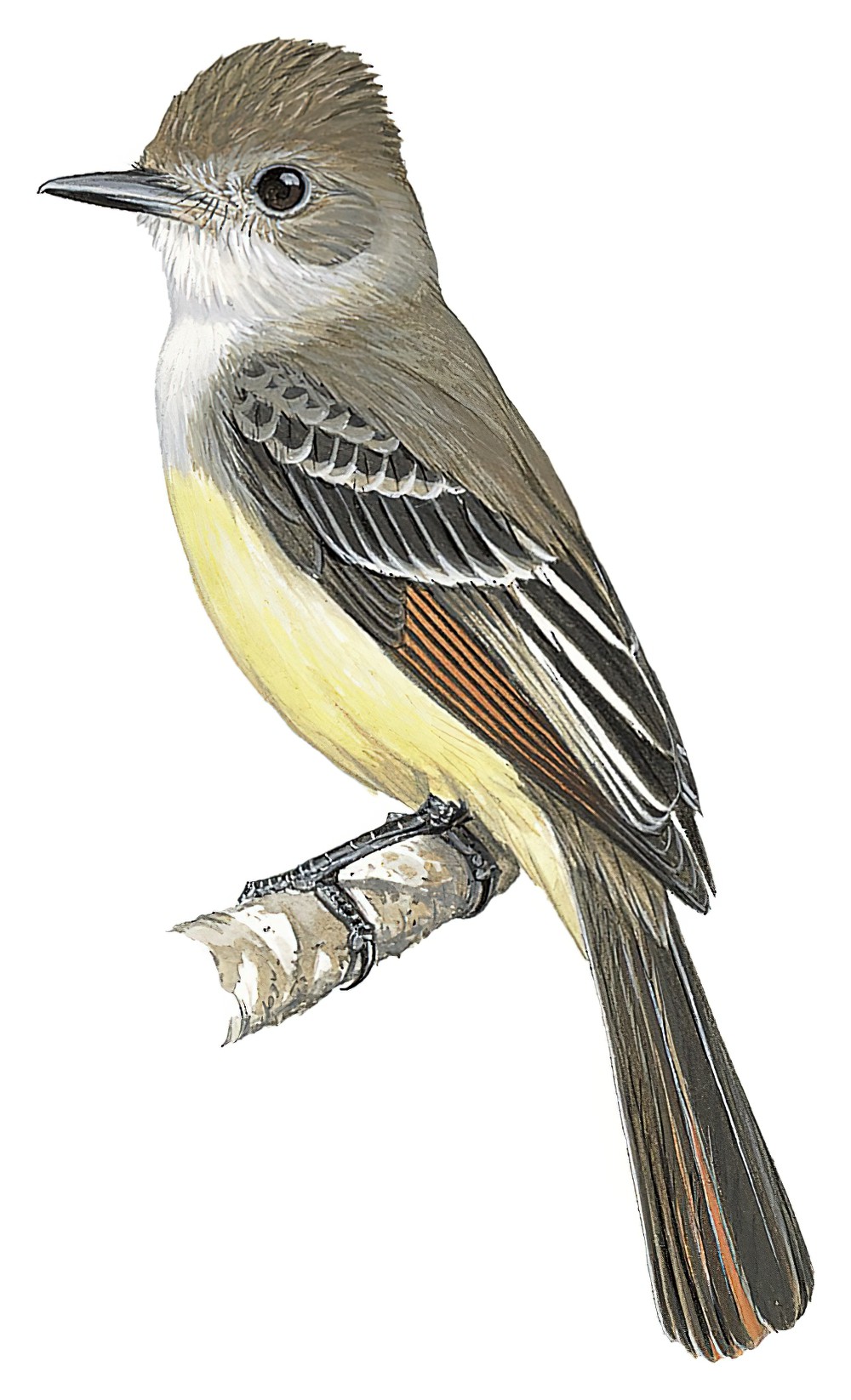 Brown-crested Flycatcher / Myiarchus tyrannulus