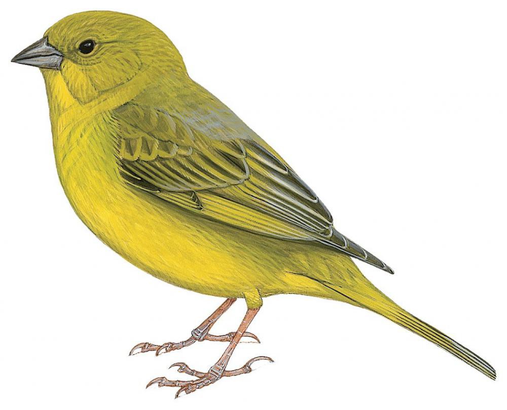 Greenish Yellow-Finch / Sicalis olivascens