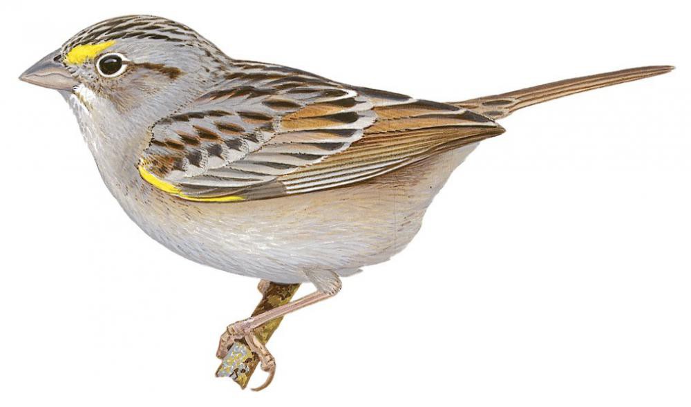 Grassland Sparrow / Ammodramus humeralis