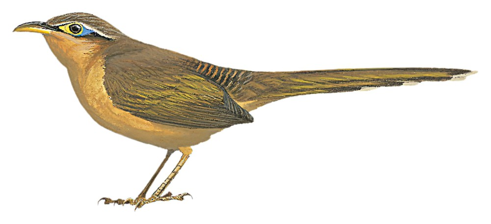 Lesser Ground-Cuckoo / Morococcyx erythropygus
