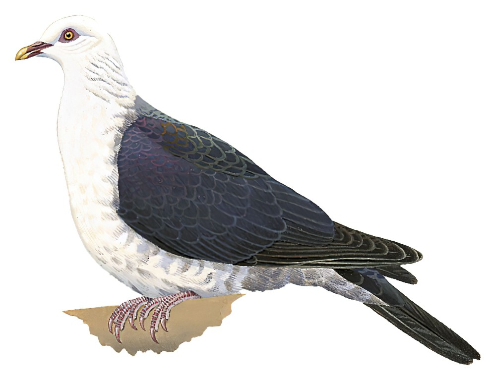 White-headed Pigeon / Columba leucomela