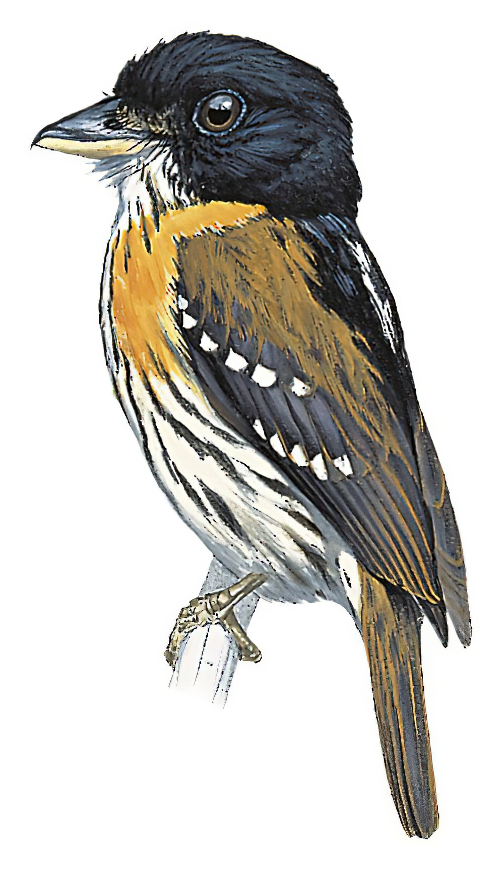 Rufous-sided Broadbill / Smithornis rufolateralis