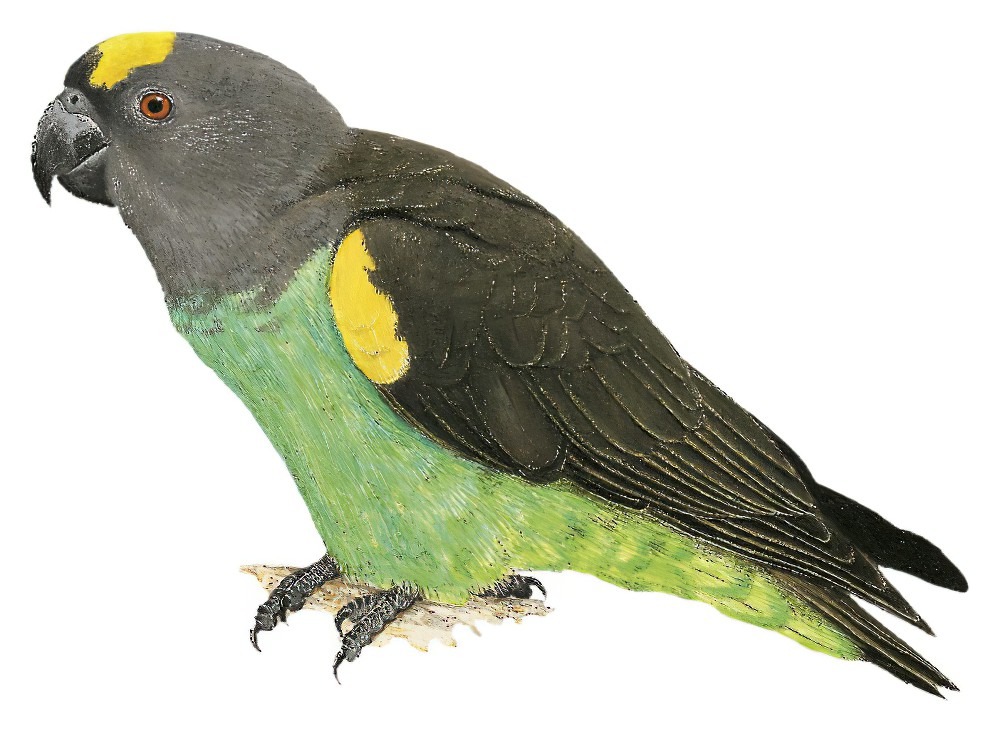 Meyer\'s Parrot / Poicephalus meyeri