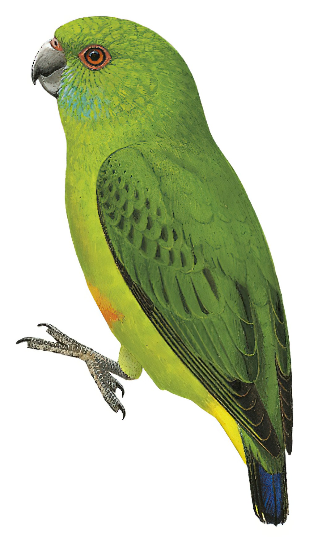 Finsch\'s Pygmy-Parrot / Micropsitta finschii