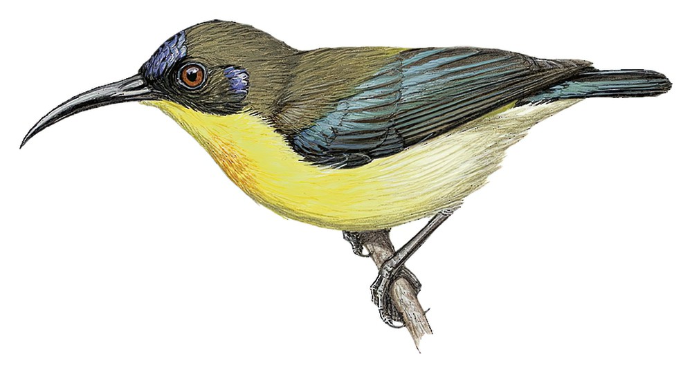 Mountain Sunbird / Aethopyga jefferyi