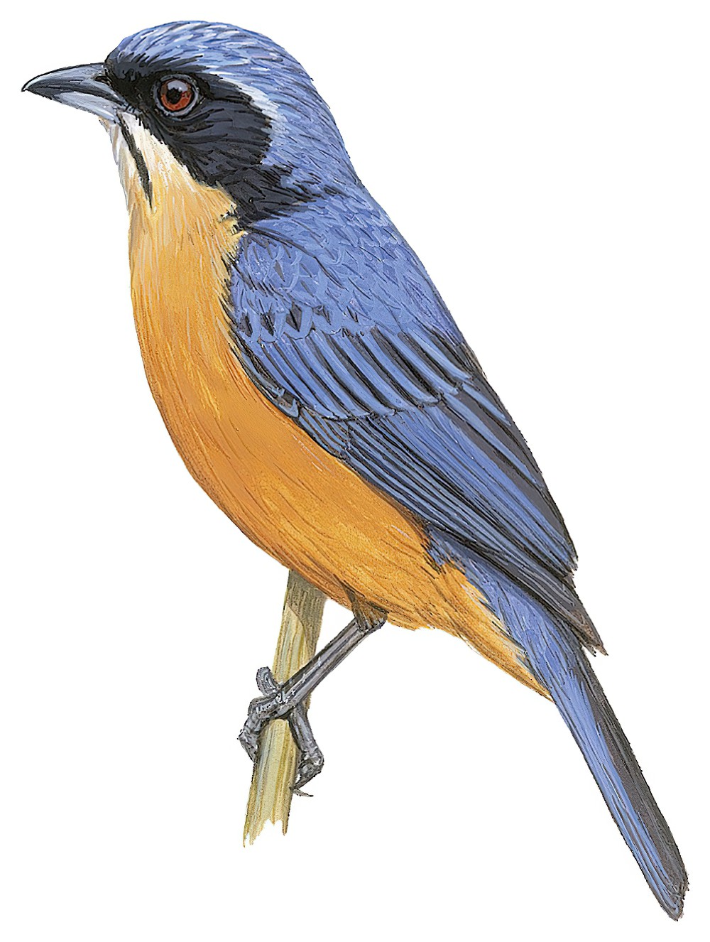 Chestnut-bellied Mountain-Tanager / Dubusia castaneoventris