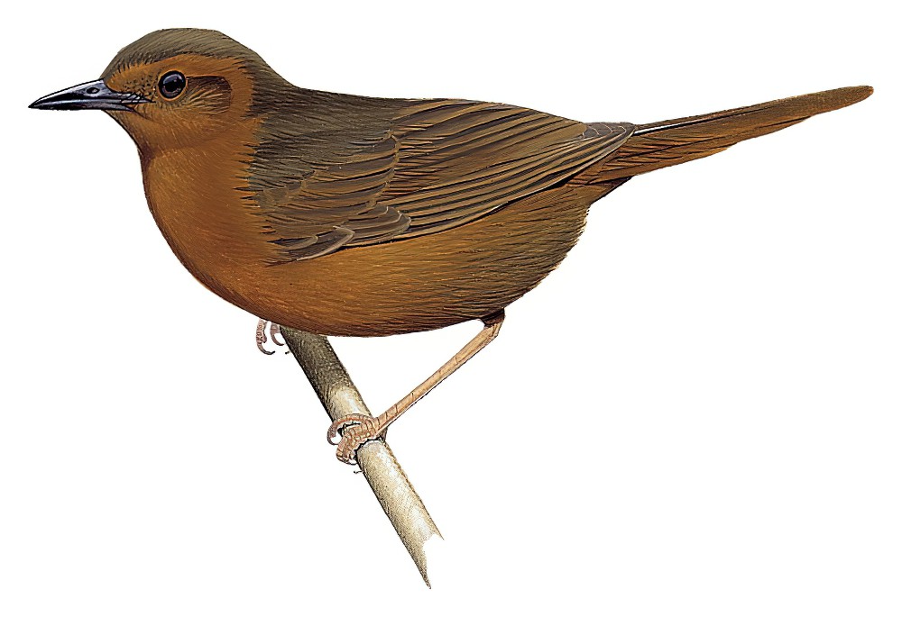 Rusty Thicketbird / Cincloramphus rubiginosus