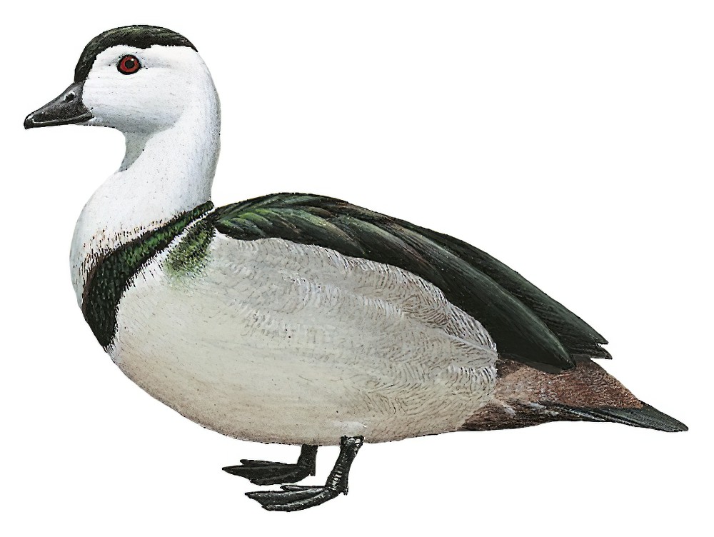 Cotton Pygmy-Goose / Nettapus coromandelianus