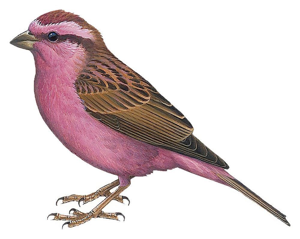 Pink-browed Rosefinch / Carpodacus rodochroa