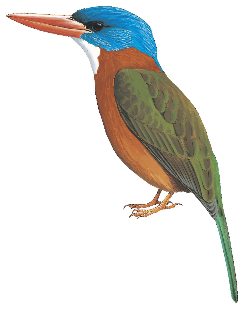 Green-backed Kingfisher / Actenoides monachus