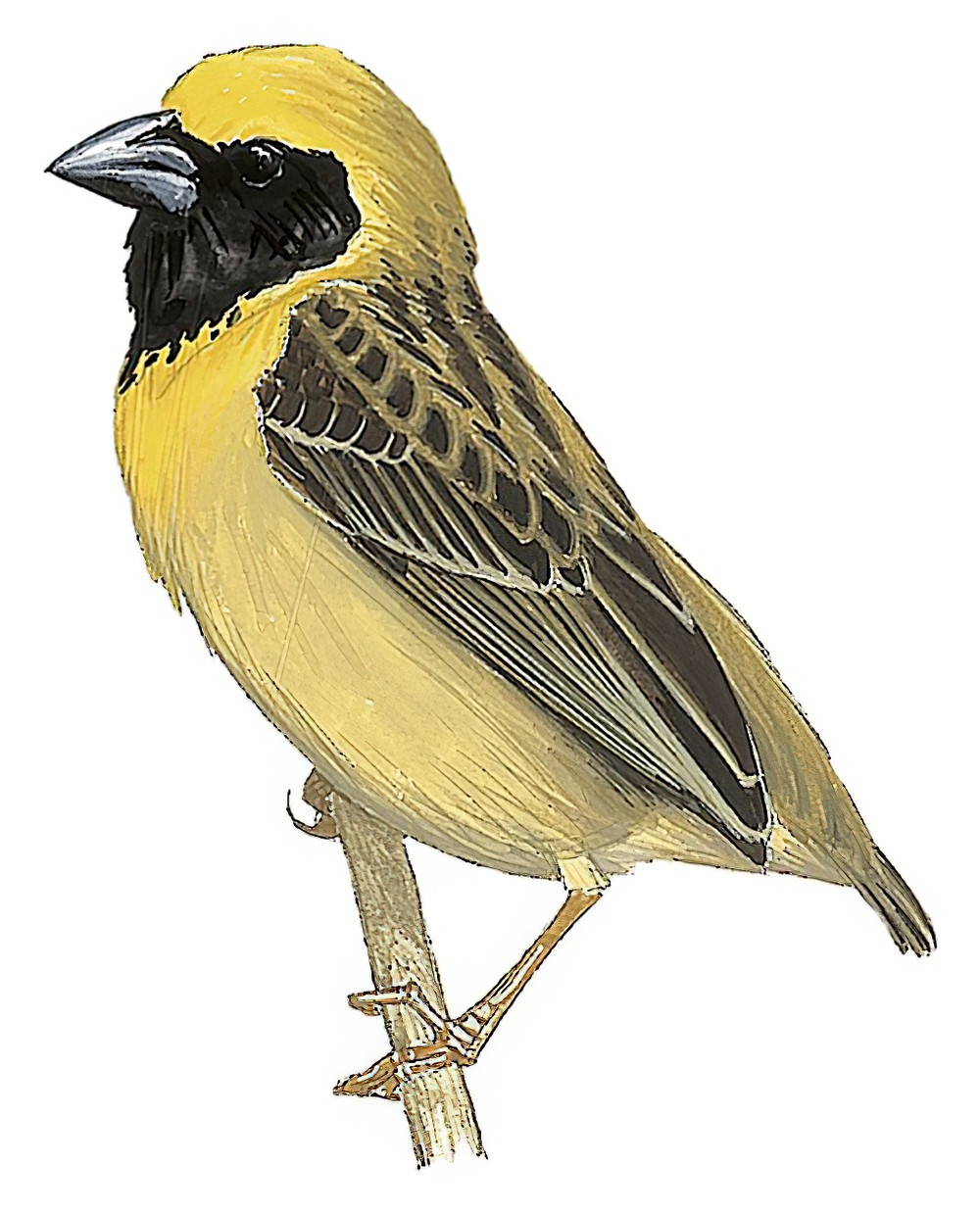 Bob-tailed Weaver / Brachycope anomala