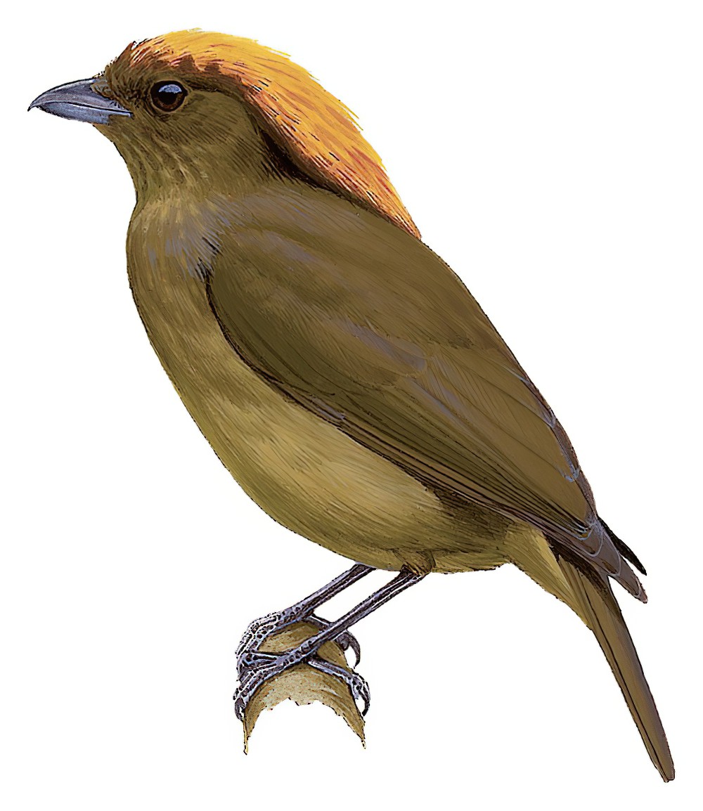 Streaked Bowerbird / Amblyornis subalaris