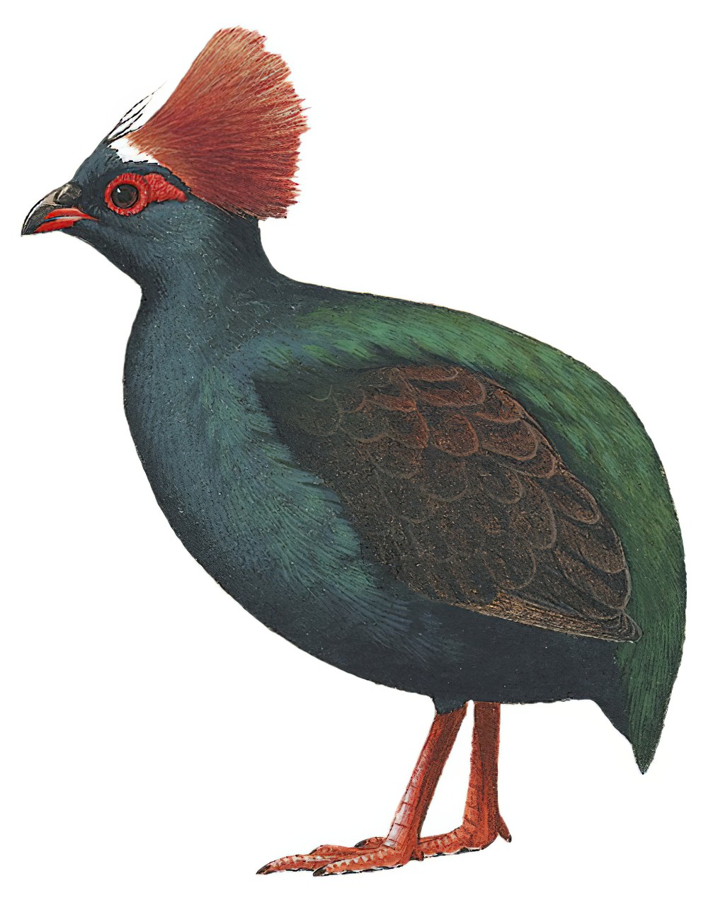 Crested Partridge / Rollulus rouloul