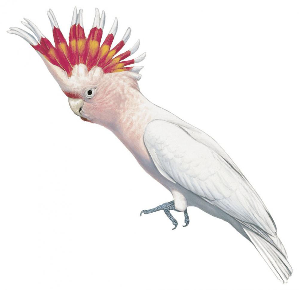 Pink Cockatoo / Lophochroa leadbeateri