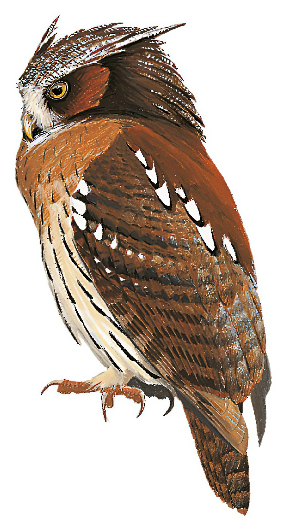 Maned Owl / Jubula lettii