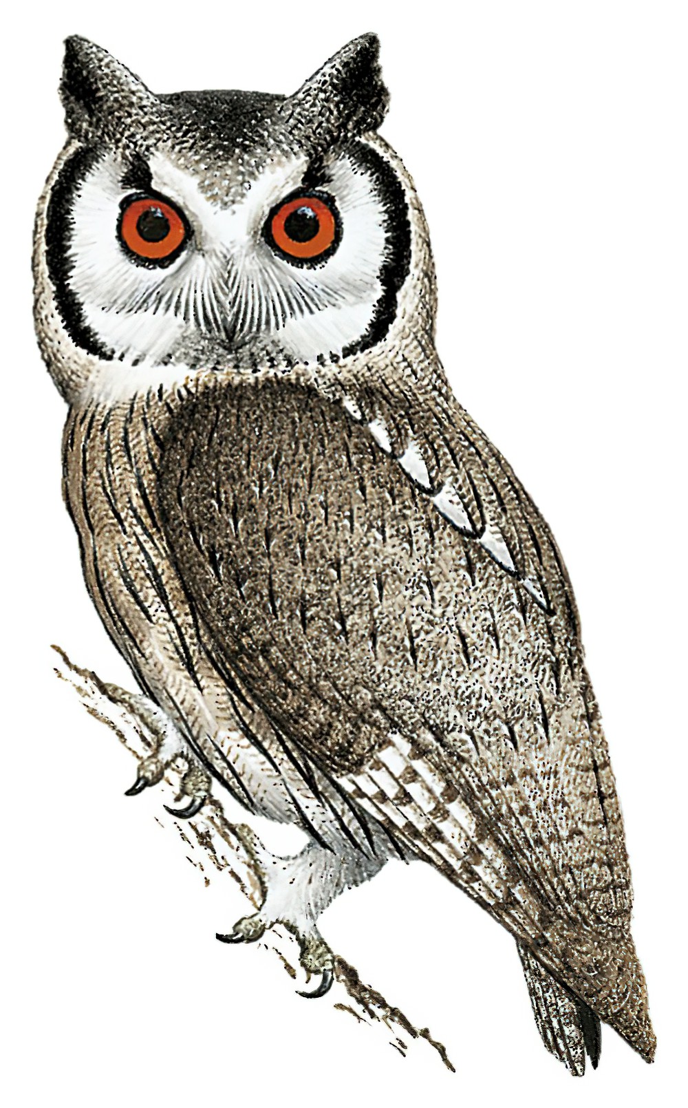 Southern White-faced Owl / Ptilopsis granti