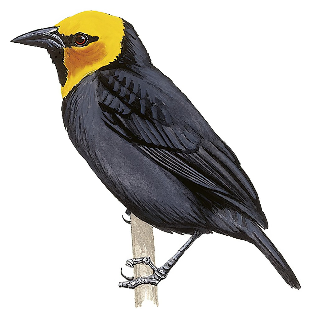 Black-billed Weaver / Ploceus melanogaster