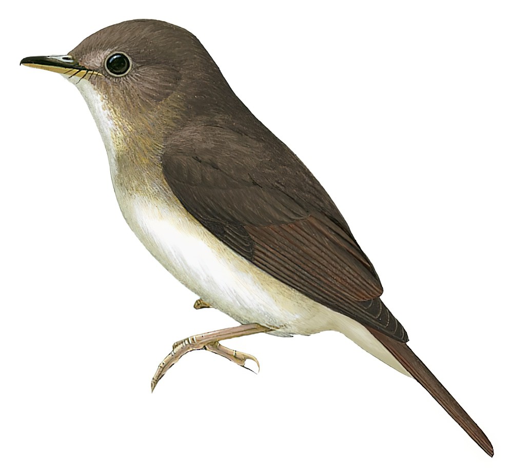Nicobar Jungle-Flycatcher / Cyornis nicobaricus