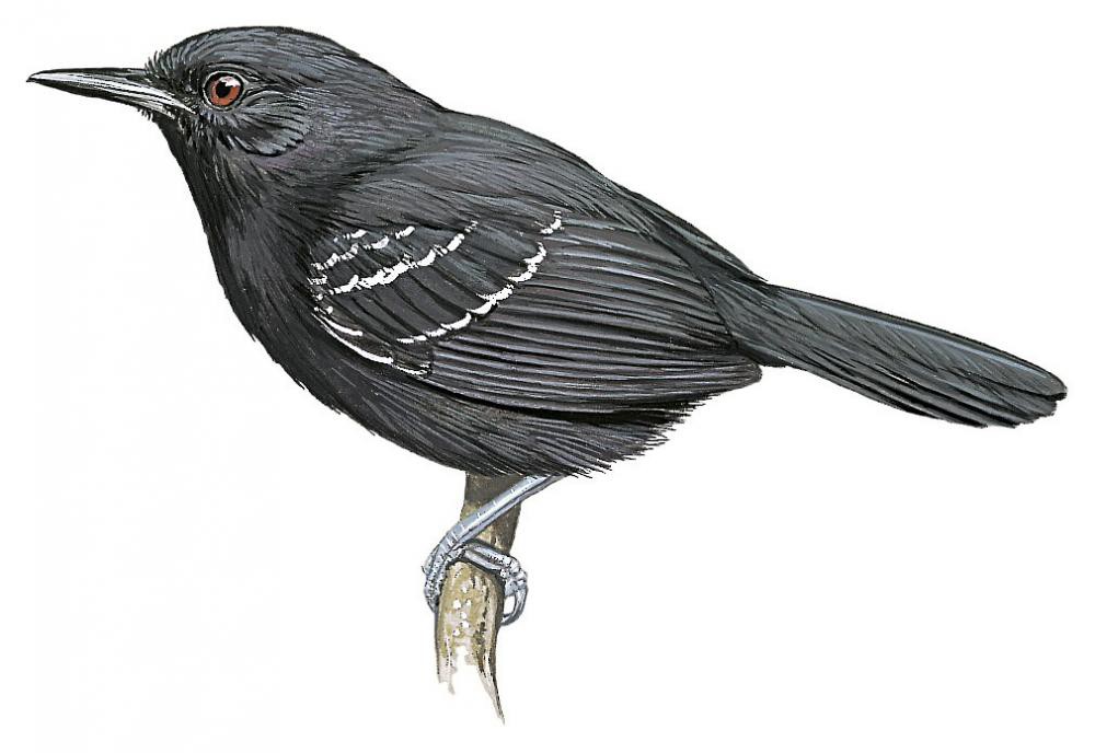 Black Antbird / Cercomacroides serva