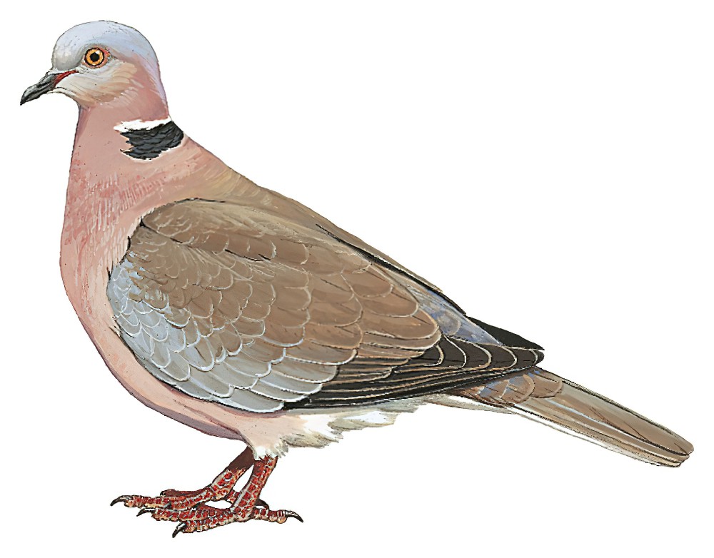 Island Collared-Dove / Streptopelia bitorquata