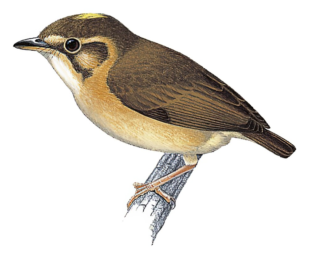 Stub-tailed Spadebill / Platyrinchus cancrominus