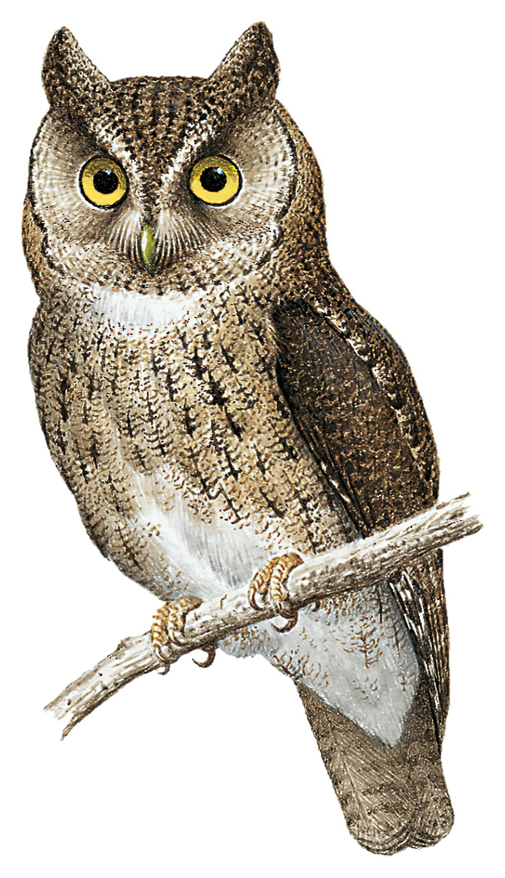 Wallace\'s Scops-Owl / Otus silvicola