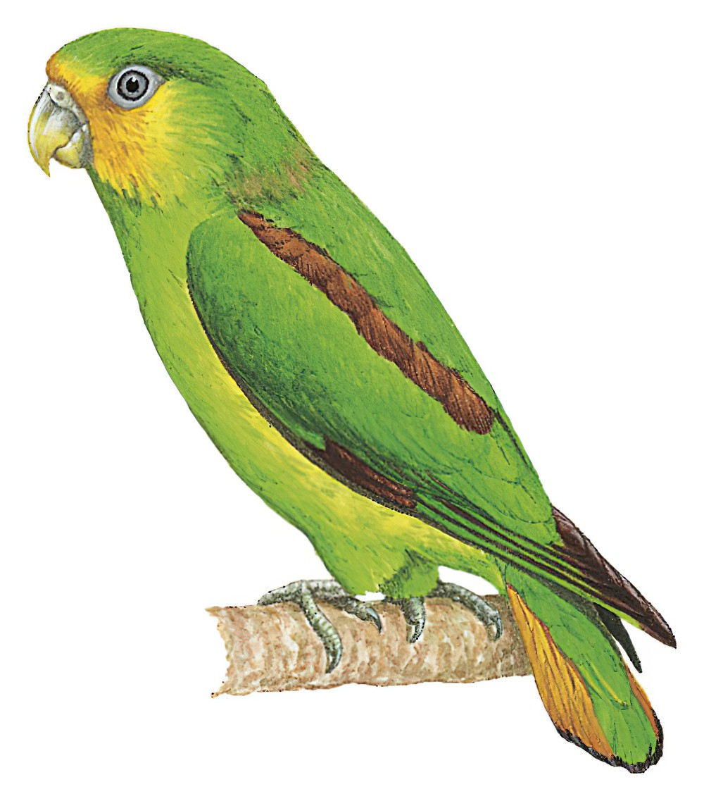 Golden-tailed Parrotlet / Touit surdus
