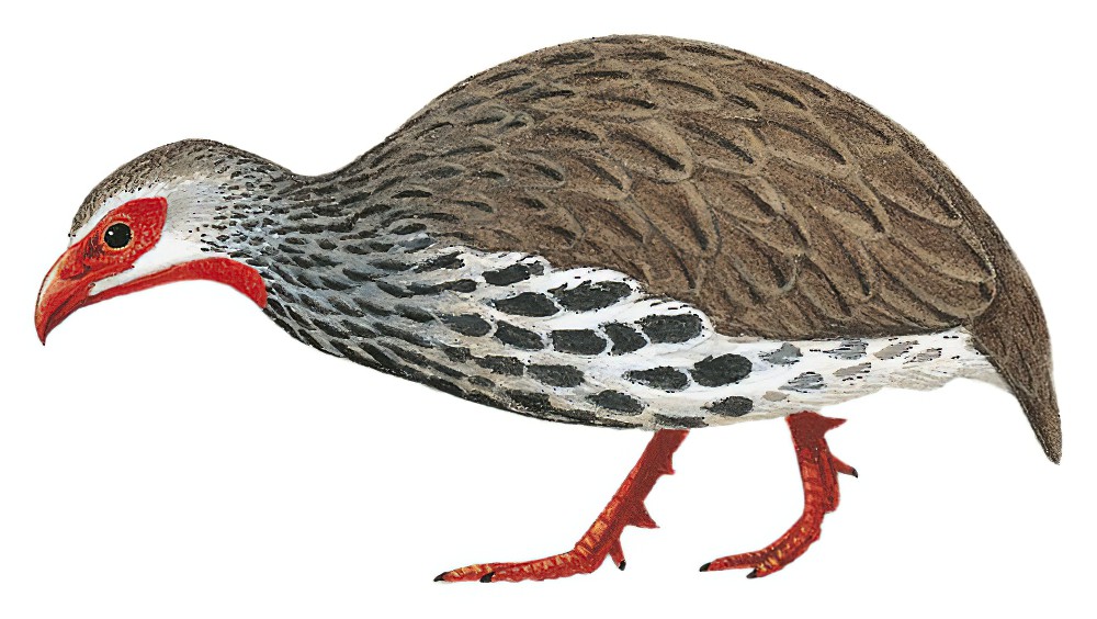 Red-necked Francolin / Pternistis afer