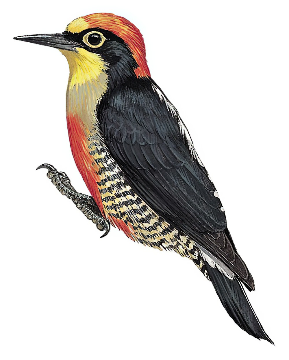 Yellow-fronted Woodpecker / Melanerpes flavifrons