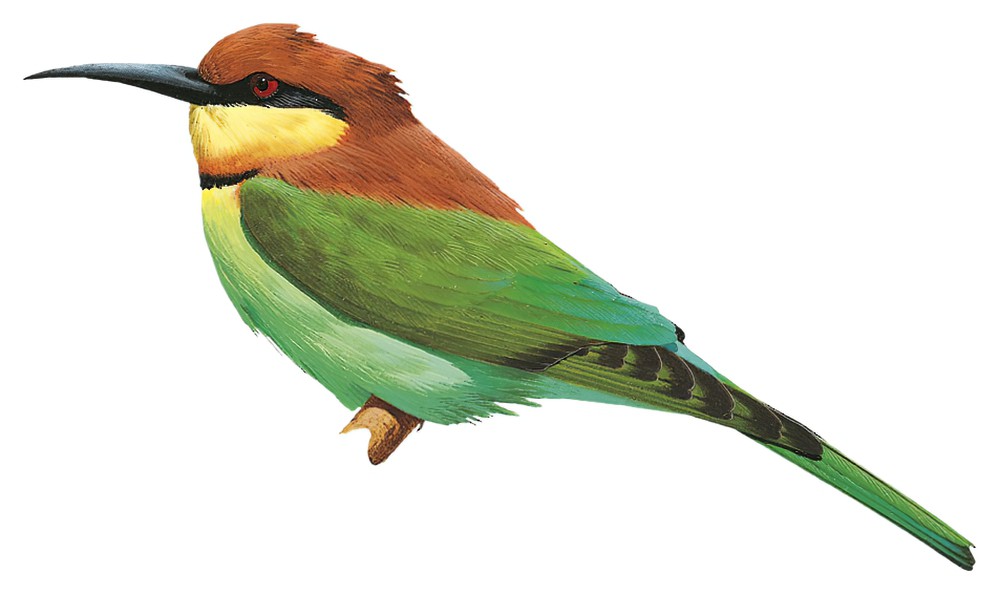 Chestnut-headed Bee-eater / Merops leschenaulti