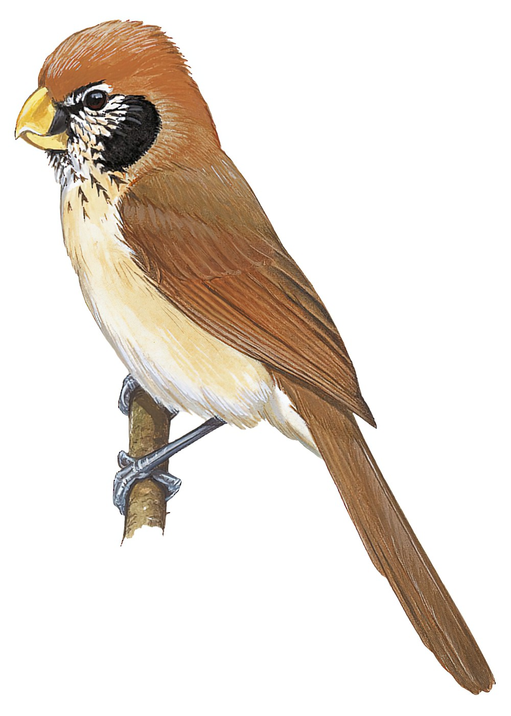 Spot-breasted Parrotbill / Paradoxornis guttaticollis