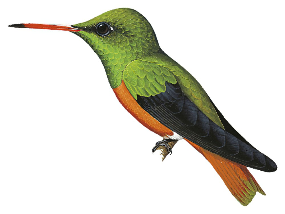 Buff-bellied Hummingbird / Amazilia yucatanensis