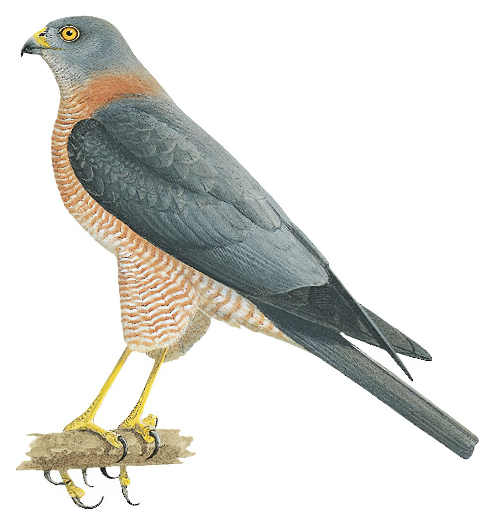 Collared Sparrowhawk / Accipiter cirrocephalus