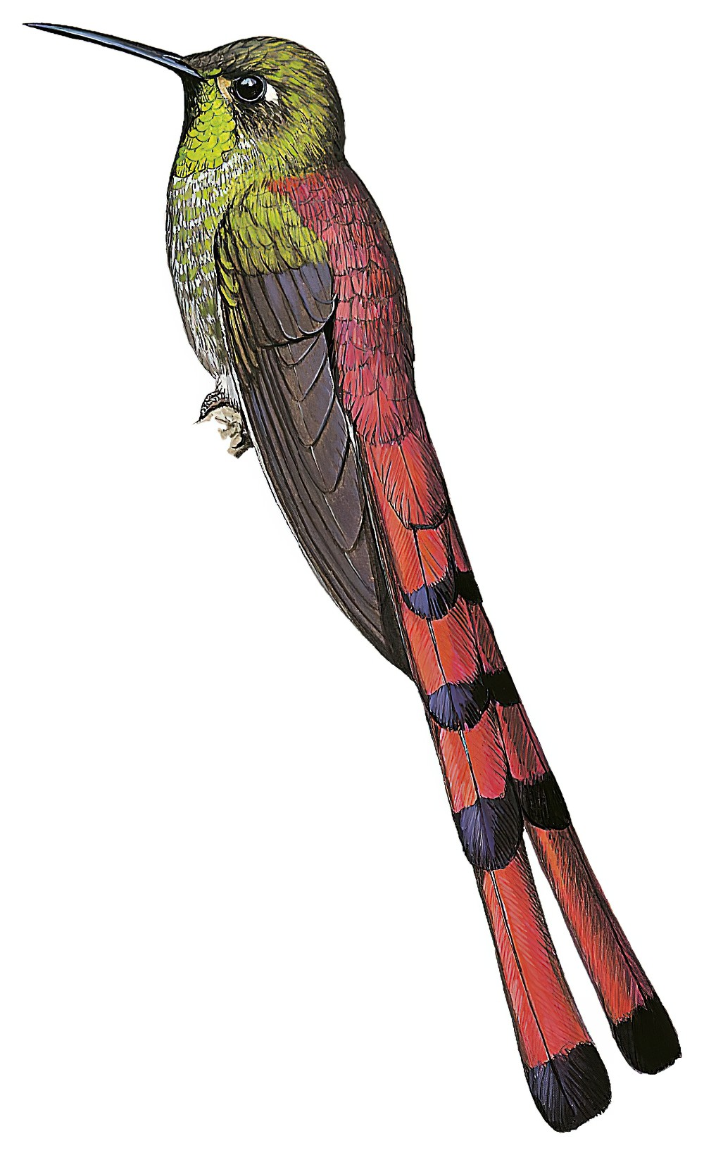 Red-tailed Comet / Sappho sparganurus