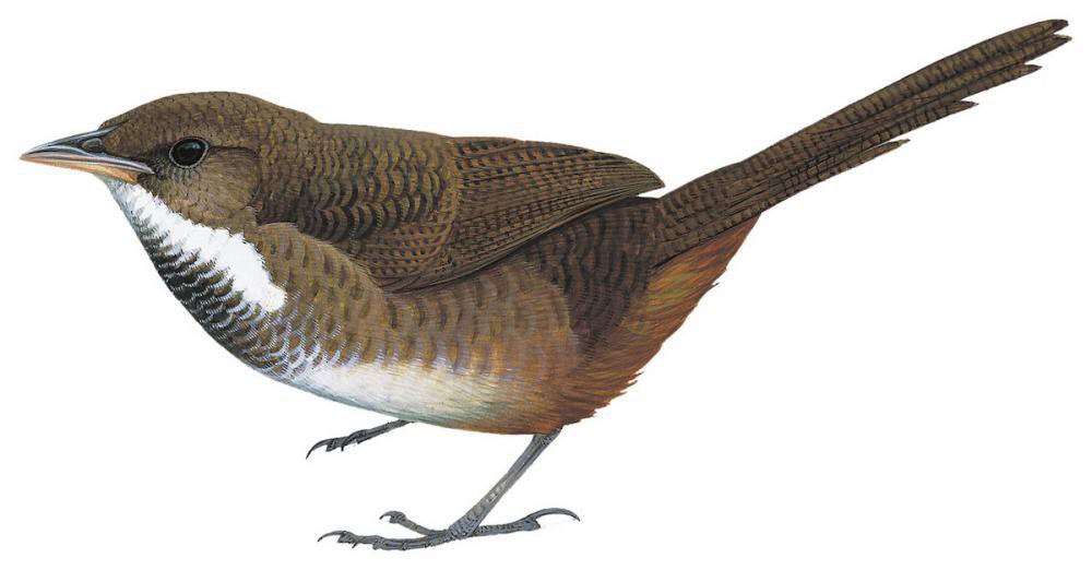 Noisy Scrub-bird / Atrichornis clamosus