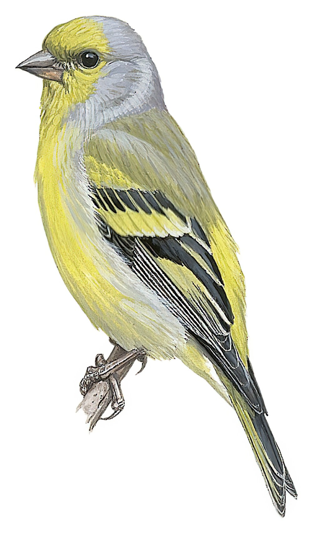 Citril Finch / Carduelis citrinella