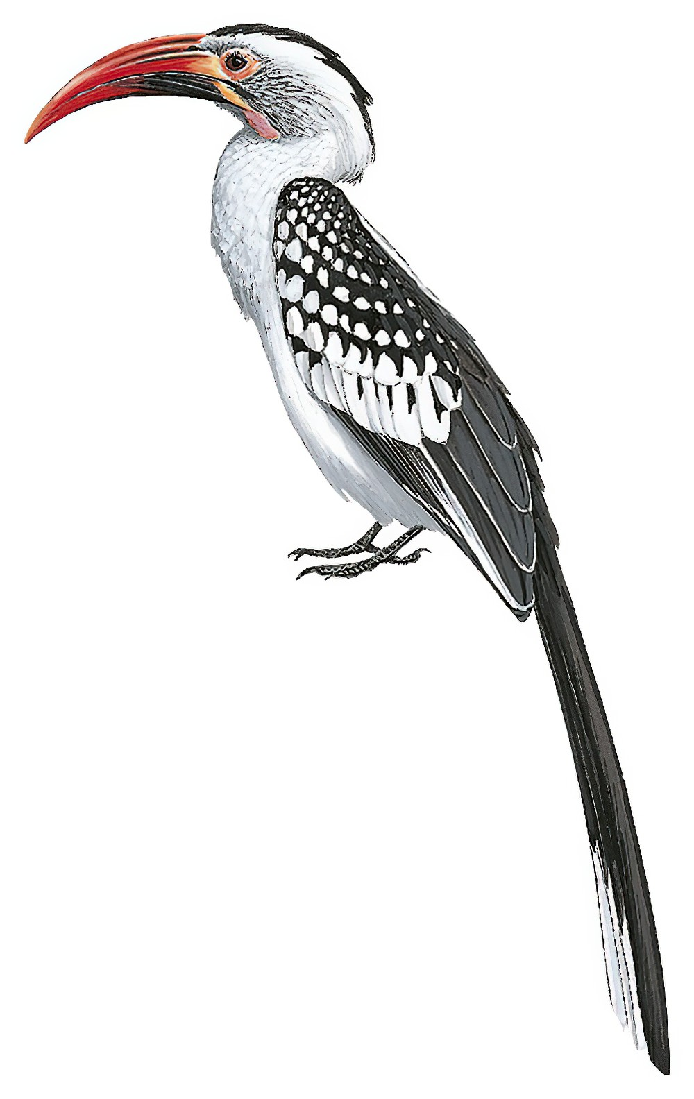 Northern Red-billed Hornbill / Tockus erythrorhynchus