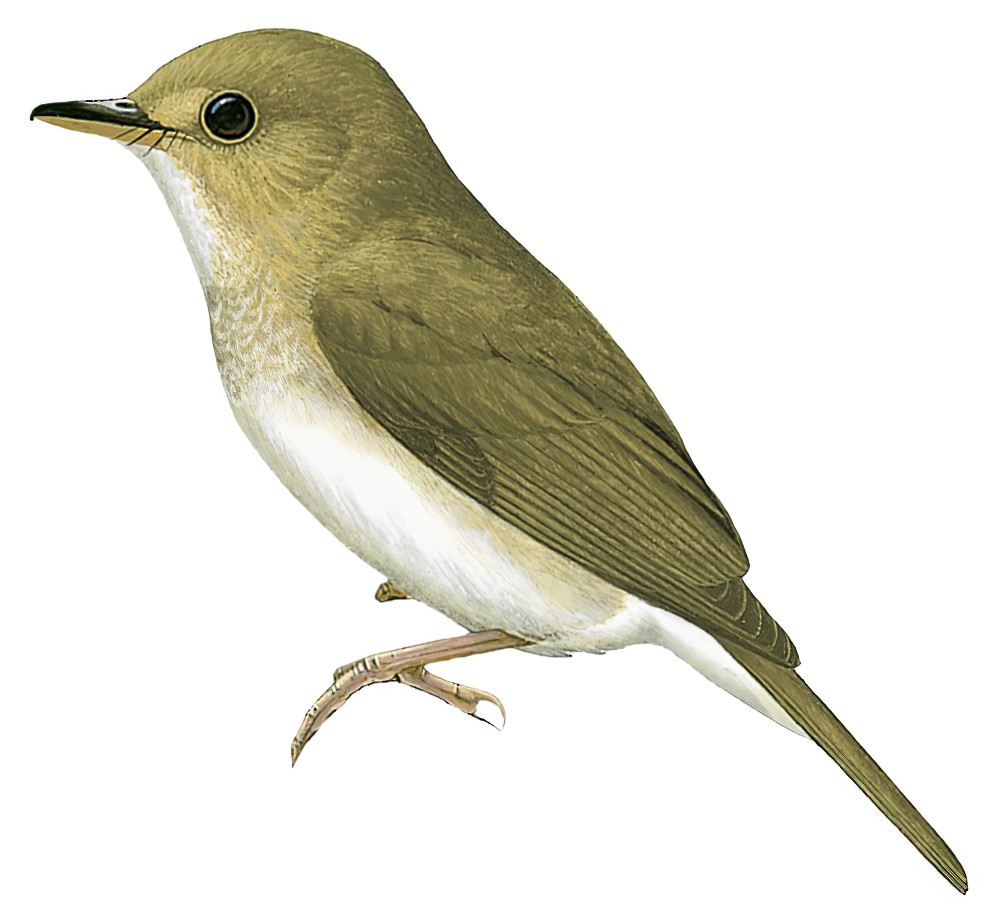 Brown-chested Jungle-Flycatcher / Cyornis brunneatus