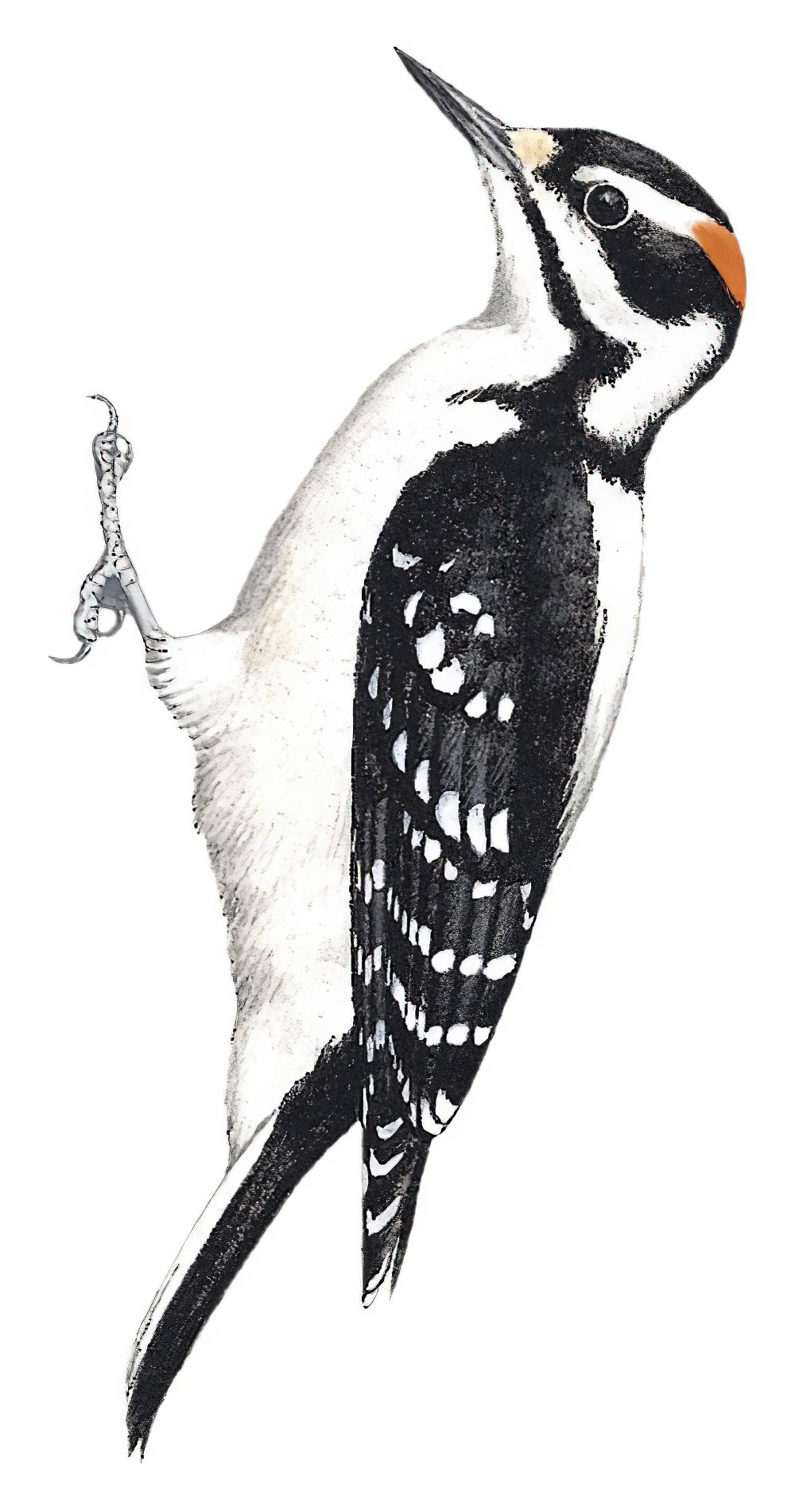 Hairy Woodpecker / Dryobates villosus