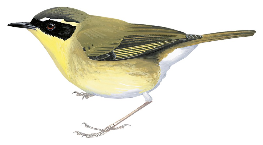 Yellow-throated Scrubwren / Sericornis citreogularis