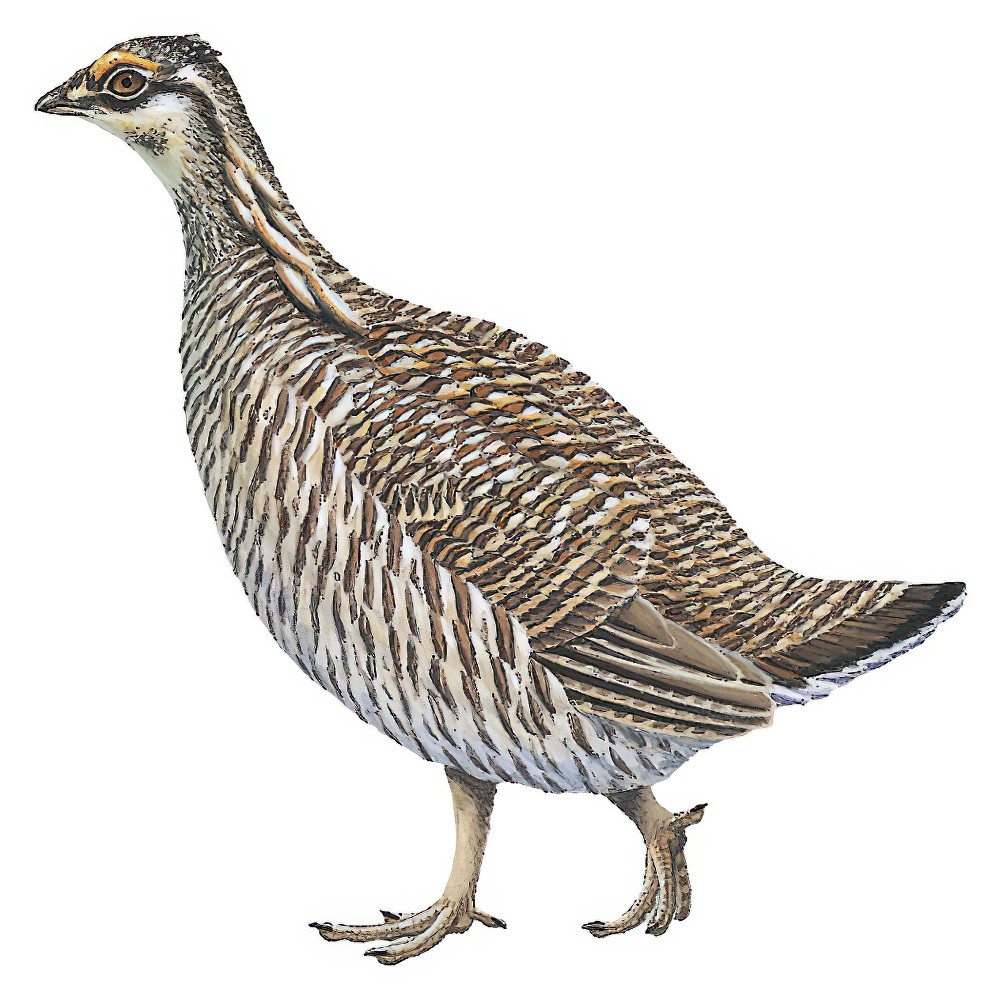 Lesser Prairie-Chicken / Tympanuchus pallidicinctus