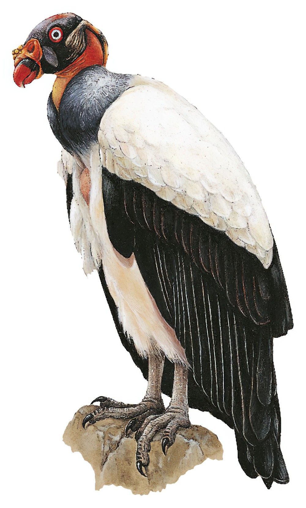 King Vulture / Sarcoramphus papa