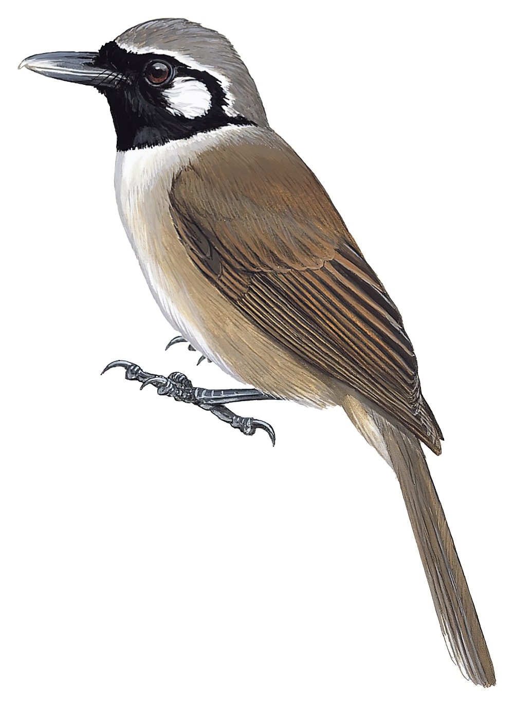 Black-throated Shrikebill / Clytorhynchus nigrogularis